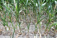 Mais-Anbau erh&ouml;ht das Erosionsrisiko, und die intensive D&uuml;ngung belastet das Grundwasser mit Herbiziden und Nitrat.